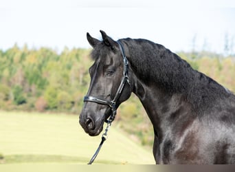 Friesian horses, Mare, 7 years, 16 hh, Black