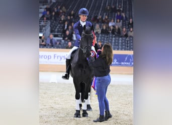 Friesian horses, Mare, 7 years, 16 hh, Black