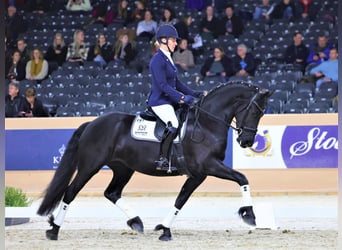 Friesian horses, Mare, 7 years, 16 hh, Black