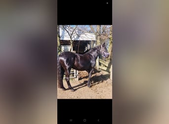 Friesian horses Mix, Mare, 7 years, 16 hh, Black