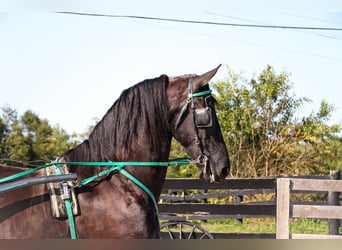 Friesian horses, Mare, 7 years, 16 hh, Black