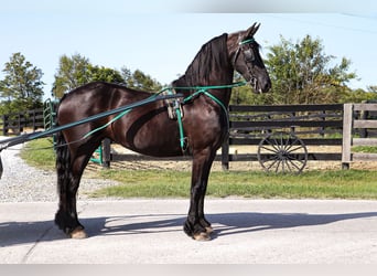 Friesian horses, Mare, 7 years, 16 hh, Black