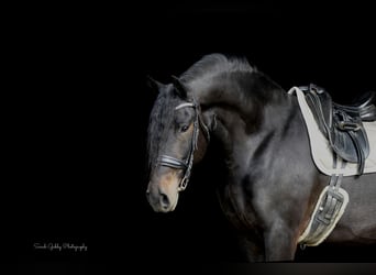 Friesian horses, Mare, 7 years, 16 hh, Black