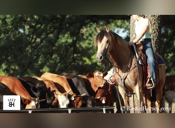 Friesian horses, Mare, 7 years, 16 hh, Buckskin