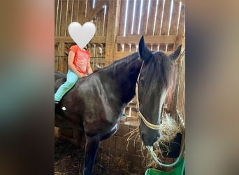 Friesian horses, Mare, 7 years, 16 hh