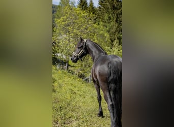 Friesian horses, Mare, 7 years, 16,1 hh, Black