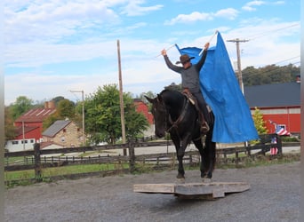Friesian horses, Mare, 7 years, 17 hh, Black