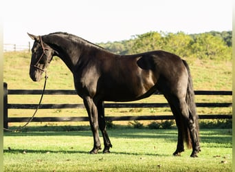 Friesian horses, Mare, 7 years, 17 hh, Black