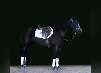 Friesian horses, Mare, 7 years, Black