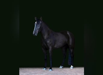 Friesian horses, Mare, 7 years, Black