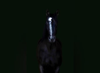Friesian horses, Mare, 7 years, Black