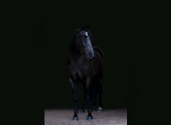 Friesian horses, Mare, 7 years, Black
