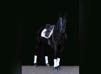 Friesian horses, Mare, 7 years, Black