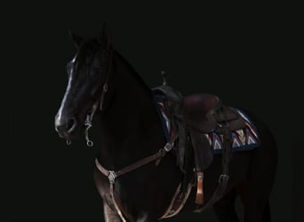 Friesian horses, Mare, 7 years, Black