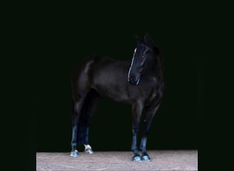 Friesian horses, Mare, 7 years, Black