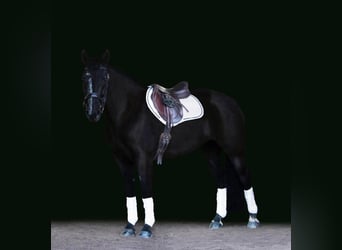Friesian horses, Mare, 7 years, Black