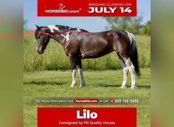 Friesian horses Mix, Mare, 8 years, 14 hh