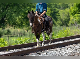 Friesian horses Mix, Mare, 8 years, 14 hh