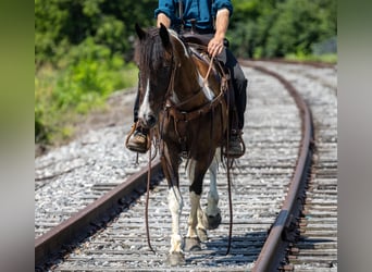 Friesian horses Mix, Mare, 8 years, 14 hh