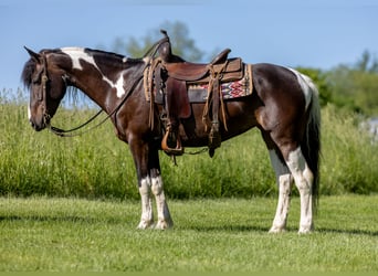 Friesian horses Mix, Mare, 8 years, 14 hh