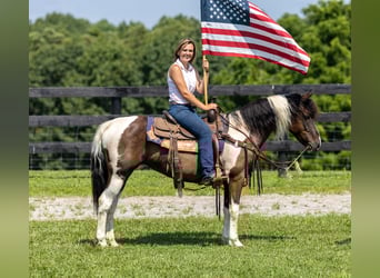 Friesian horses Mix, Mare, 8 years, 14 hh