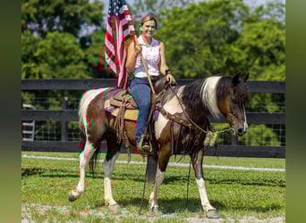 Friesian horses Mix, Mare, 8 years, 14 hh