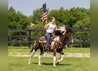 Friesian horses Mix, Mare, 8 years, 14 hh