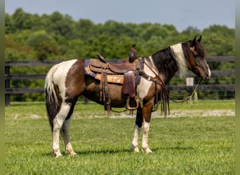 Friesian horses Mix, Mare, 8 years, 14 hh