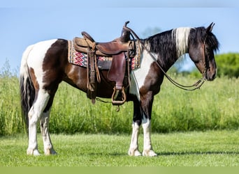Friesian horses Mix, Mare, 8 years, 14 hh