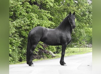 Friesian horses, Mare, 8 years, 15.2 hh, Black