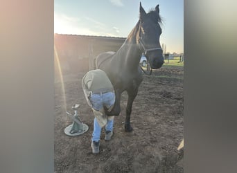 Friesian horses, Mare, 8 years, 15.2 hh, Black