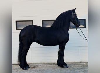 Friesian horses, Mare, 8 years, 15.3 hh, Black