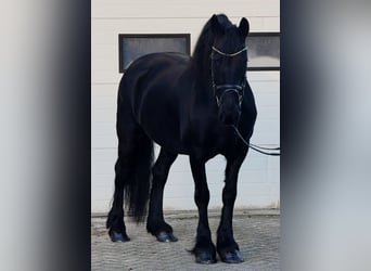 Friesian horses, Mare, 8 years, 15.3 hh, Black