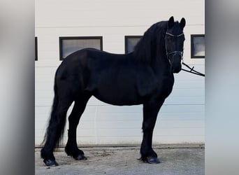 Friesian horses, Mare, 8 years, 15.3 hh, Black
