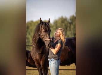 Friesian horses, Mare, 8 years, 15.3 hh, Black