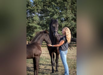 Friesian horses, Mare, 8 years, 15.3 hh, Black