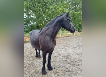 Friesian horses, Mare, 8 years, 15.3 hh