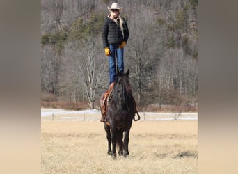 Friesian horses Mix, Mare, 8 years, 15,3 hh, Roan-Blue