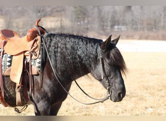 Friesian horses Mix, Mare, 8 years, 15,3 hh, Roan-Blue