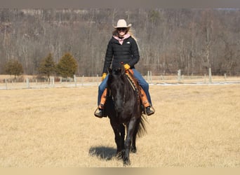 Friesian horses Mix, Mare, 8 years, 15,3 hh, Roan-Blue