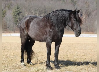 Friesian horses Mix, Mare, 8 years, 15,3 hh, Roan-Blue