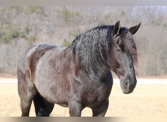 Friesian horses Mix, Mare, 8 years, 15,3 hh, Roan-Blue