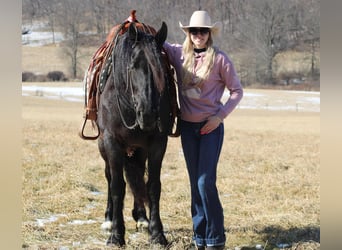 Friesian horses Mix, Mare, 8 years, 15,3 hh, Roan-Blue