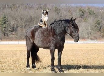 Friesian horses Mix, Mare, 8 years, 15.3 hh, Roan-Blue