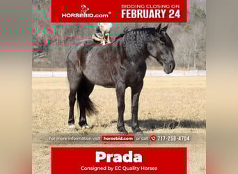 Friesian horses Mix, Mare, 8 years, 15.3 hh, Roan-Blue