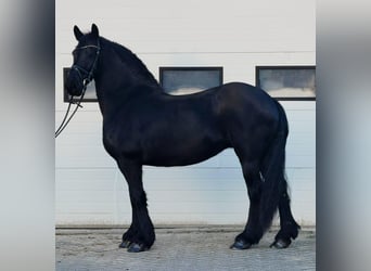 Friesian horses, Mare, 8 years, 15,3 hh, Black