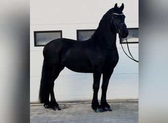 Friesian horses, Mare, 8 years, 15,3 hh, Black