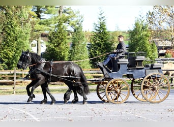Friesian horses Mix, Mare, 8 years, 16.1 hh, Black
