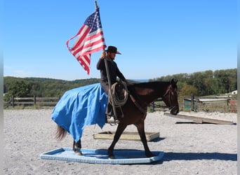 Friesian horses Mix, Mare, 8 years, 16 hh, Bay