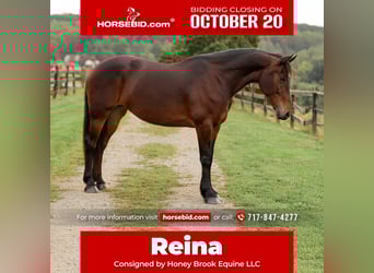 Friesian horses Mix, Mare, 8 years, 16 hh, Bay